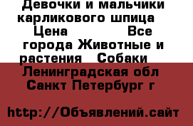 Девочки и мальчики карликового шпица  › Цена ­ 20 000 - Все города Животные и растения » Собаки   . Ленинградская обл.,Санкт-Петербург г.